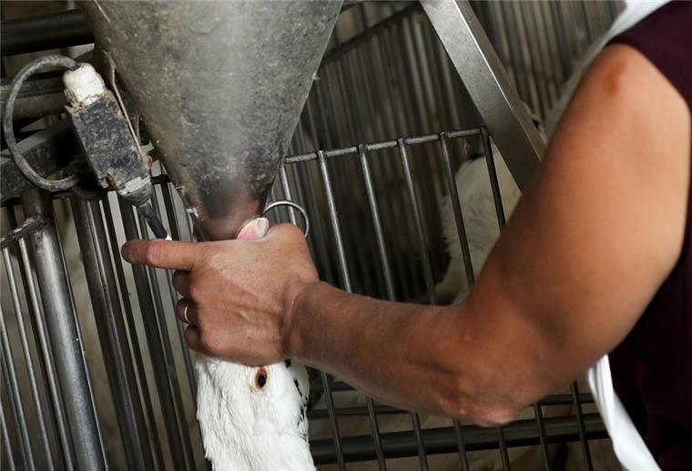 Gänse werden auf dem Hof von Sauveniere für die Produktion von Foie gras (Stopfleber) gefüttert.