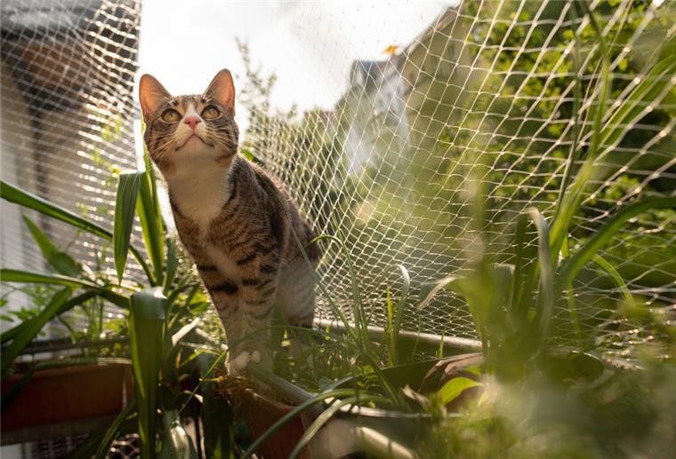 Katze auf gesichertem Balkon