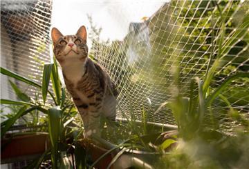 Katze auf gesichertem Balkon