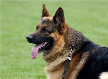Mit Halsband und Leine versehen liegt ein Deutscher Schäferhund auf einer Wiese.