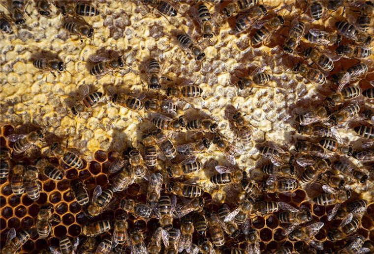 Bienen sitzen auf einem Bienenrahmen. (zu dpa «Gepanschter Honig aus dem Ausland: «Regionale Imkerkultur wird bedroht») +++ dpa-Bildfunk +++