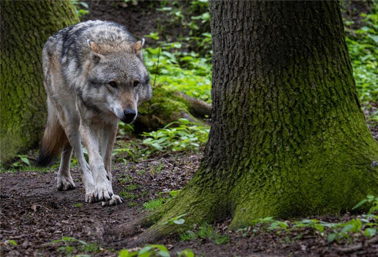 Wolf offenbar getötet, zerstückelt und im Mittellandkanal entsorgt Unbekannte haben offenbar einen Wolf getötet und den Kadaver in den Mittellandkanal geschmissen.