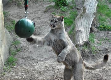 Und auch Puma Bungee schätzt sein Spielzeug.