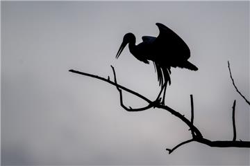 Ungewöhnlich viele Störche verbringen den Winter im nördlichen Niedersachsen und fliegen nicht in den Süden.