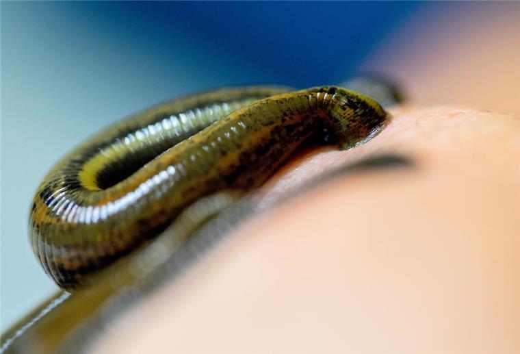 Blutegel-Schmuggel am Hamburger Flughafen! Frau versteckt 21 lebende Tiere im Koffer Ungewöhnlicher Fund am Hamburger Flughafen: Eine Reisende hatte 21 lebende Blutegel aus der Türkei im Gepäck.