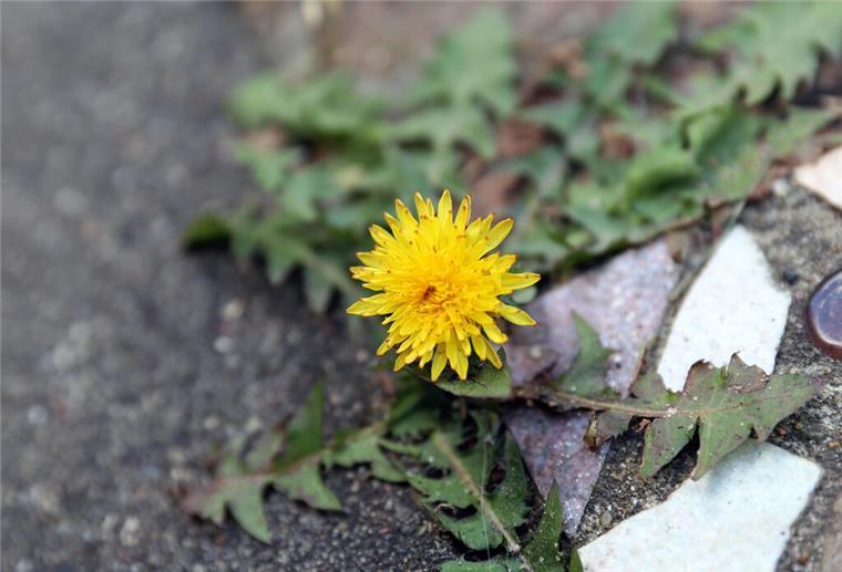 Viele machen diesen Fehler beim Unkrautjäten – und riskieren eine Anzeige Ein Löwenzahn blüht in einer Fuge in der Pflasterung. Mit Chemie darf Unkraut auf Wegen, Terrassen oder Garageneinfahrten nicht behandelt werden.