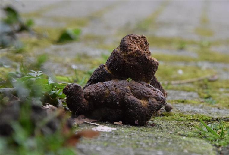 Unschöner Anblick: Hundehaufen auf einem Fußweg müssen nicht sein und sorgen für Unmut.