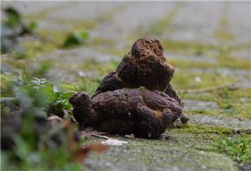 Unschöner Anblick: Hundehaufen auf einem Fußweg müssen nicht sein und sorgen für Unmut.