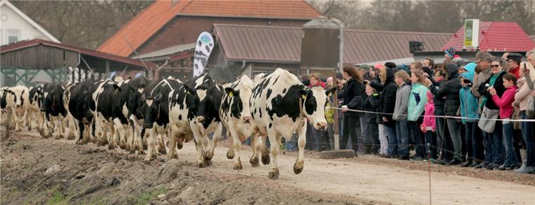 Brake: Weideaustrieb wird zum Festival Unter den Augen zahlreicher Besucher werden die Kühe des Milchviehbetriebes Holthusen wieder auf die Weide gelassen.
