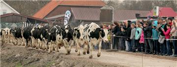 Unter den Augen zahlreicher Besucher werden die Kühe des Milchviehbetriebes Holthusen wieder auf die Weide gelassen.