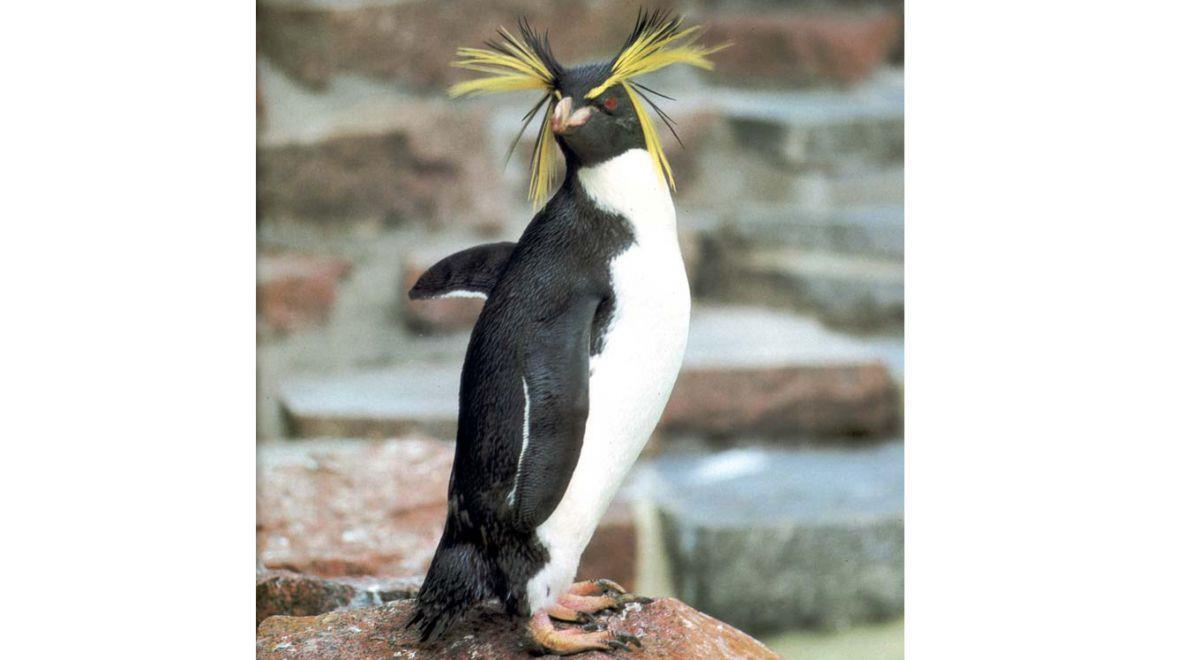 Unvergessen: Felsenpinguin Kralli aus dem Zoo am Meer in Bremerhaven.