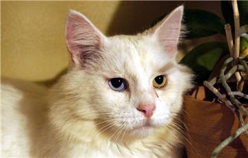 Unverkennbar: Die Norwegische Waldkatze „Aki“ mit dem blauen und dem grünen Auge.