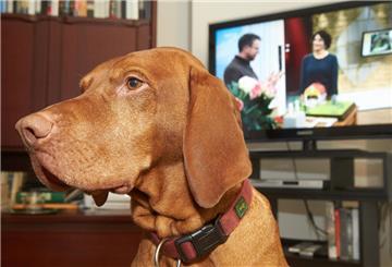 Der sechseinhalb-jährige Magyar Vizsla-Jagdhund Janosch sitzt am 14.01.2015 in der Wohnung seiner Familie in Koblenz (Rheinland-Pfalz) vor dem Fernseher. Er hat eine auf seinen Namen ausgestellte Rechnung über Rundfunkgebühren erhalten. Foto: Thomas Frey/dpa (zu: "Hund sollte Rundfunkbeitrag zahlen - Kuriose Zahlungsaufforderung") +++(c) dpa - Bildfunk+++