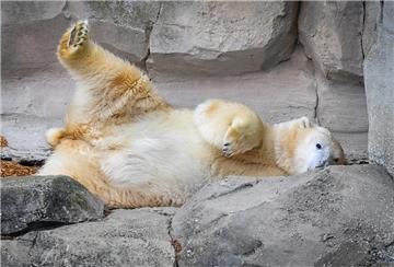 Valeska - die Mutter der Bremerhavener Eisbären-Zwillinge, für die wir als Partner des Zoos am Meer einen Namen suchen.