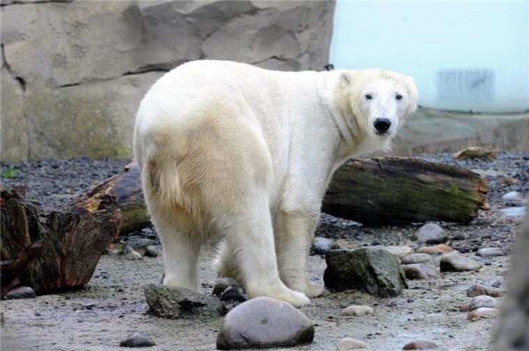 Zoo am Meer: Zwei Eisbärenbabys tot Valeska hat ihre beiden Eisbärenbabys verloren.