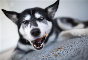 Hund frisst Knochen