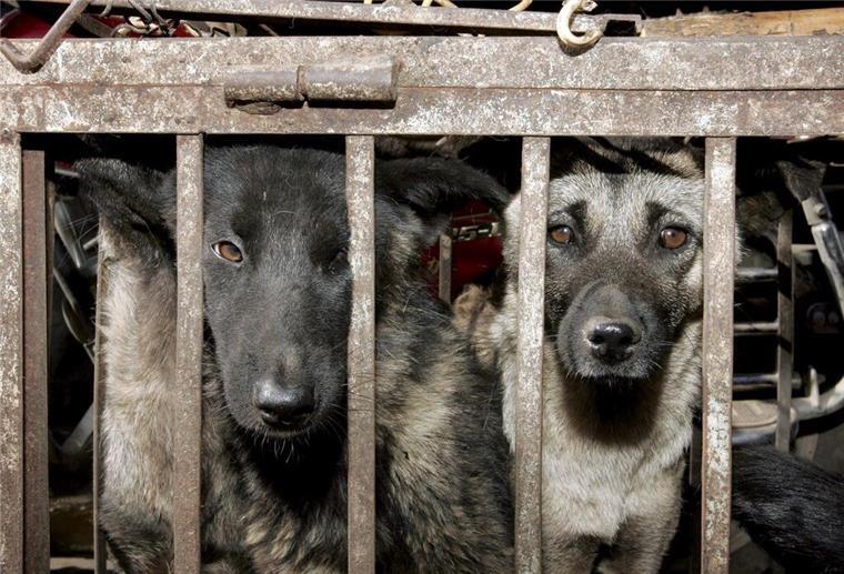 ARCHIV - Hunde, die geschlachtet werden sollen, sitzen in einem Käfig auf einem Tiermarkt in Lijang in der chinesischen Provinz Yunnan. Foto: epa Michael Reynolds/epa/dpa