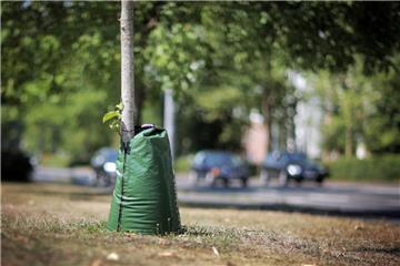 Vereinzelnd hat die Gemeinde Schiffdorf Gießsäcke im Wurzelbereich der Bäume angebracht, damit sie nicht vertrocknen.