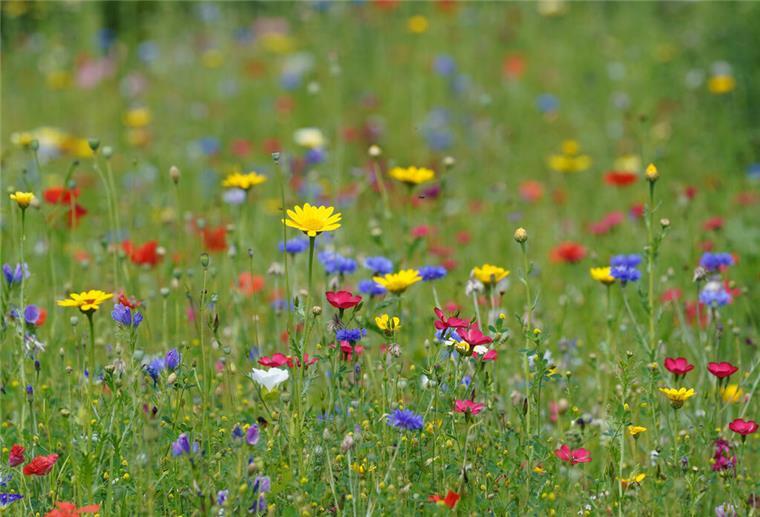 Eine Wildblumenwiese.