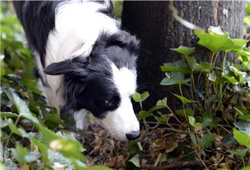 Vergiftete oder mit gefährlichen Gegenständen gespickte Köder jagen Hundefreunden in Deutschland immer wieder Angst ein.