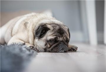 schlafender Mops