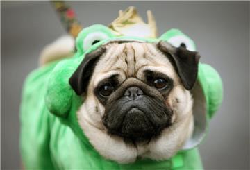 Ein Mops ist als Frosch verkleidet.