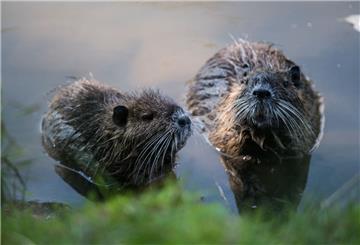 Vermehren sich enorm: Nutria. Die einst wegen ihres Fells auch in Deutschland gehaltenen Tiere werden mancherorts inzwischen als Plage wahrgenommen. Ursprünglich kommen die Nager aus Südamerika.