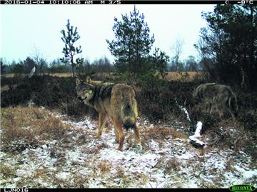 Vermutlich das Elternpaar im Januar 2016. Typisch Wolf: Sattelfleck auf der Schu...