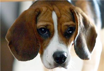 Beagle-Hündin Billie 