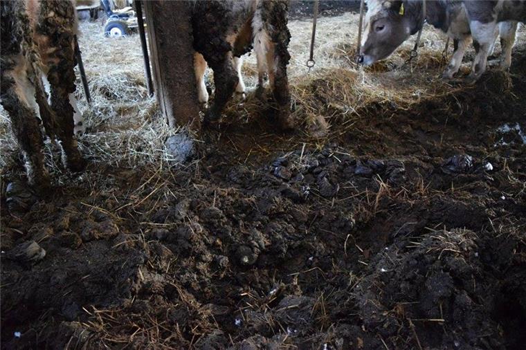 Verstoß gegen den Tierschutz: Landwirt angezeigt Verstoß gegen den Tierschutz? Der Landwirt sagt, hier hätten die Tiere nur übergangsweise bis zum Abtransport nach Bramel gestanden.