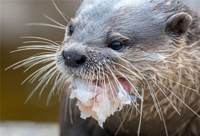 Neue süße Bewohner in der Bremer „Botanika“ (mit Bildergalerie) Ein Otter wird in seinem Gehege gefüttert.