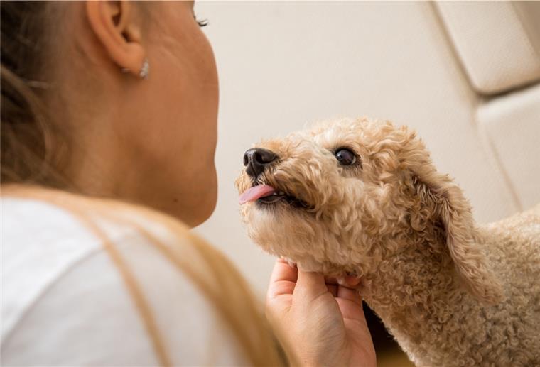 Viel Zeit mit ihrem Besitzer zu verbringen, das finden gerade Hunde herrlich. Aber das Alleinsein sollten die Vierbeiner dabei am besten nicht verlernen.