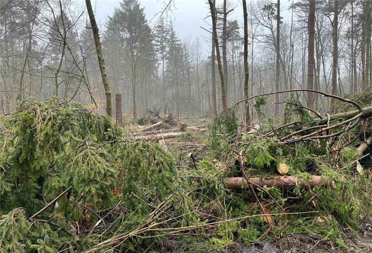 Viele Bäume im Bürgerpark wurden gefällt.