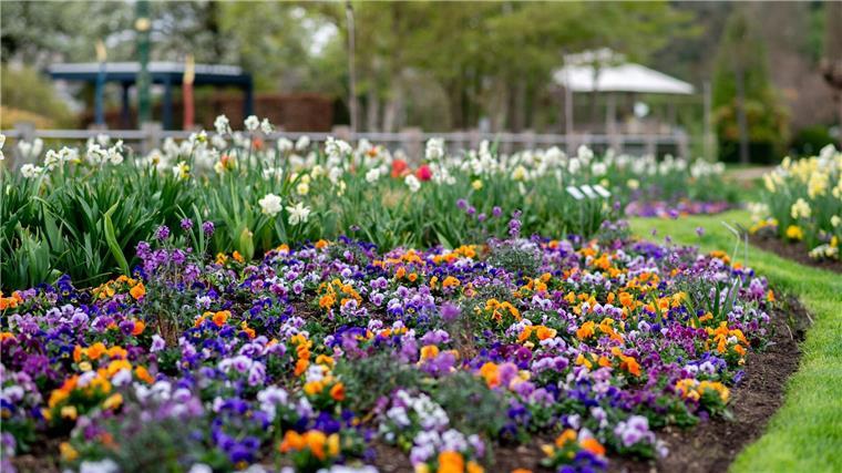 Buntes Blumenmeer im Ammerland - Park der Gärten blüht auf Viele Blumen wie Stiefmütterchen, Hornveilchen und Narzissen blühen schon.