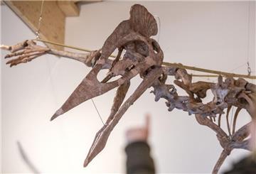 Flugsaurier-Skelett