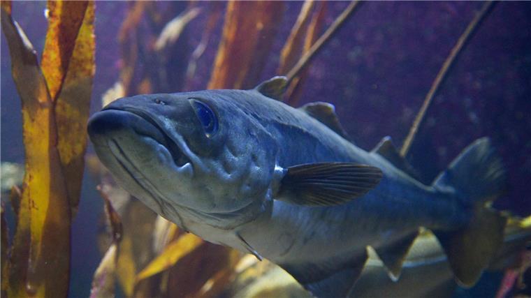 Überschätzte Bestände: Fische noch bedrohter als angenommen Viele Fische, wie etwa der Dorsch, sind durch Überfischung bedroht. (Illustration)