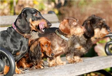 Hunde