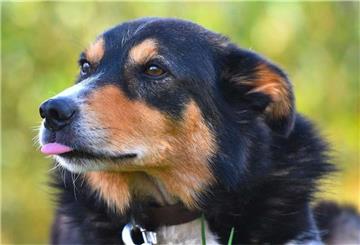 Viele legen sich im Lockdown einen Hund zu. Dabei wird der Aufwand häufig unterschätzt.