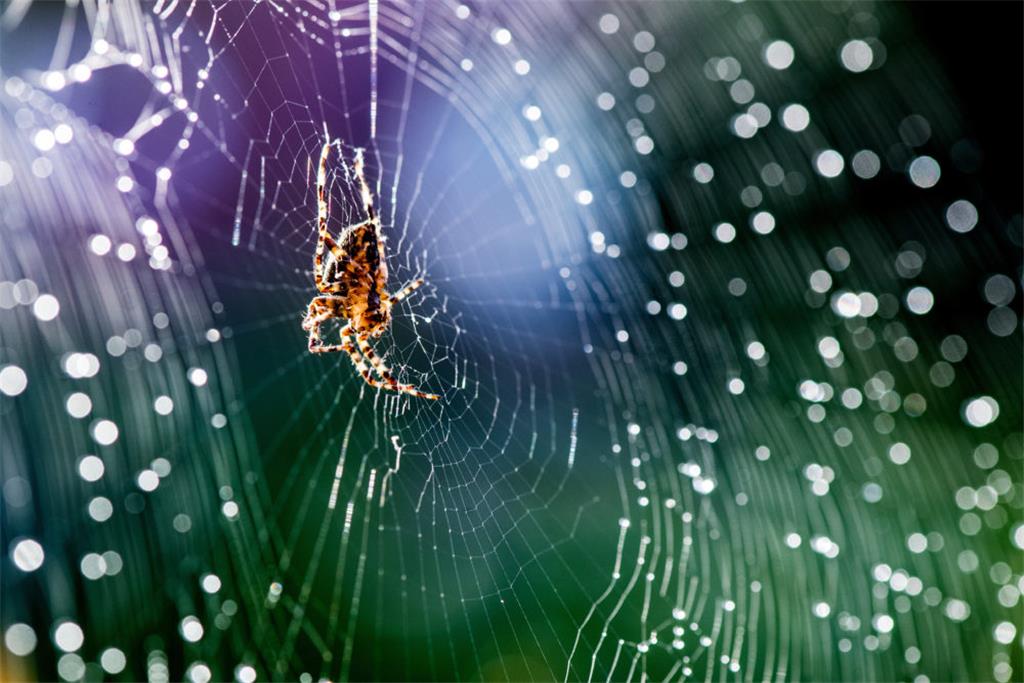 Viele Menschen glauben, dass Spinnen zu den Insekten gehören. Das stimmt allerdi...