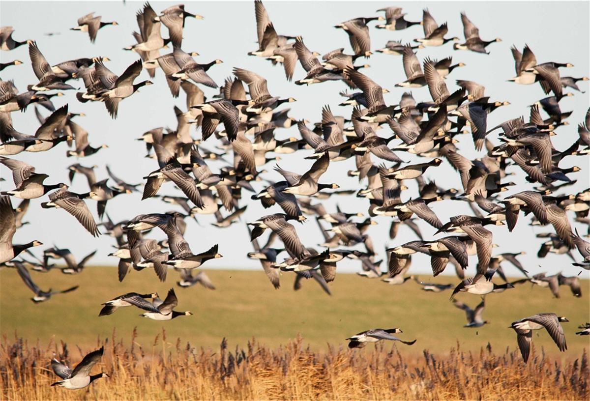 Aktionen während der Zugvogeltage in Dorum-Neufeld Viele nordische Gänse wie diese Weißwangengänse (Nonnengänse) verbringen den ganzen Winter am Wattenmeer.