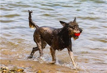 Ein Hund läuft bei heißem Sommerwetter am Paradiesstrand am Rhein entlang