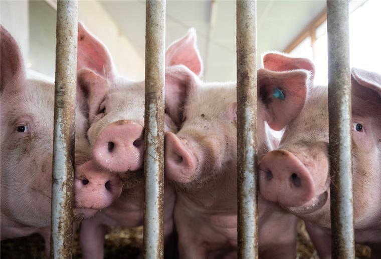 Viele Schweinehalter wollen aufgeben Viele Schweinehalter wissen im Moment nicht mehr weiter: Kosten für Futter sind auch wegen des Kriegs in der Ukraine extrem hoch, gleichzeitig bricht die Nachfrage ein.