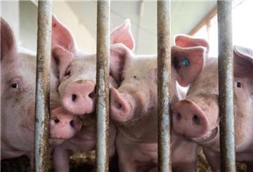 Viele Schweinehalter wissen im Moment nicht mehr weiter: Kosten für Futter sind auch wegen des Kriegs in der Ukraine extrem hoch, gleichzeitig bricht die Nachfrage ein. 