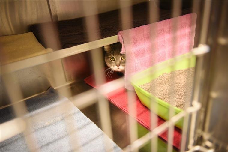 Viele Tierheime vermitteln in der Weihnachtszeit keine Haustiere an neue Besitzer.
