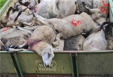 Viele tote Schafe hat ein Schäfer nach einem Wolfsangriff in Gräpel zu beklagen. 