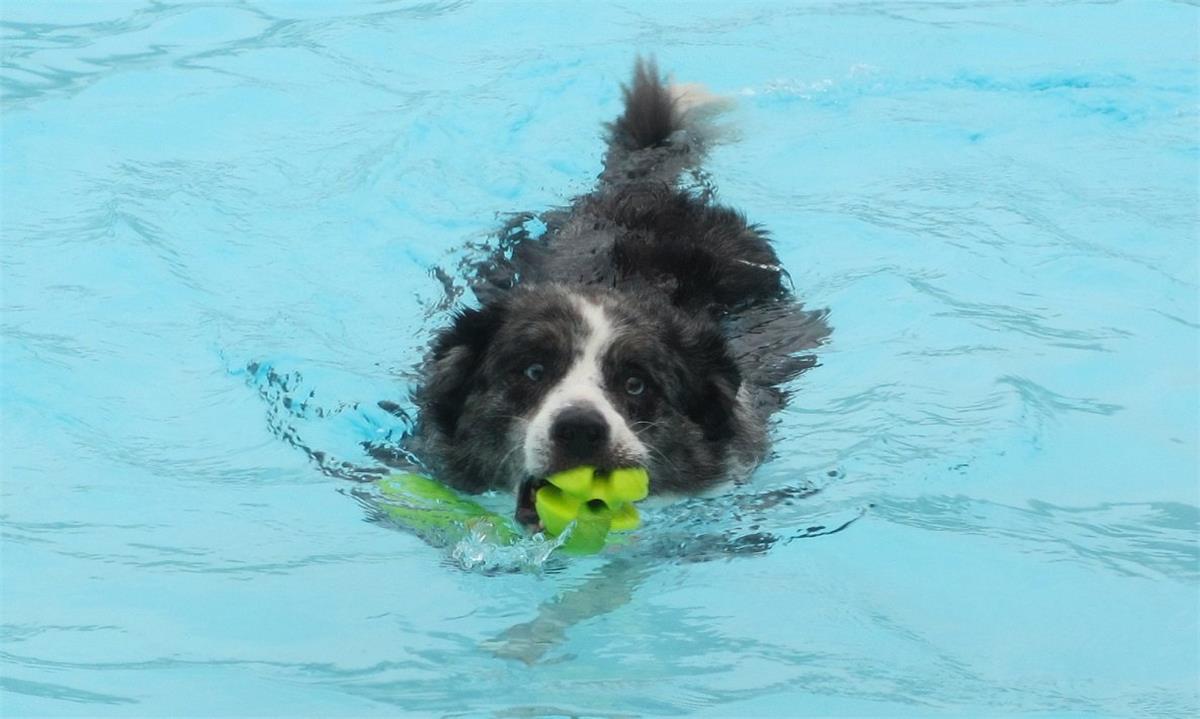 Vierbeiner dürfen sich in Bremervörde einen Tag im Freibad tummeln.