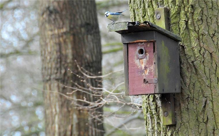 Vögel suchen sich schon früh im Jahr einen Platz zum Nisten, wo sie ihre Jungen dann großziehen können.  