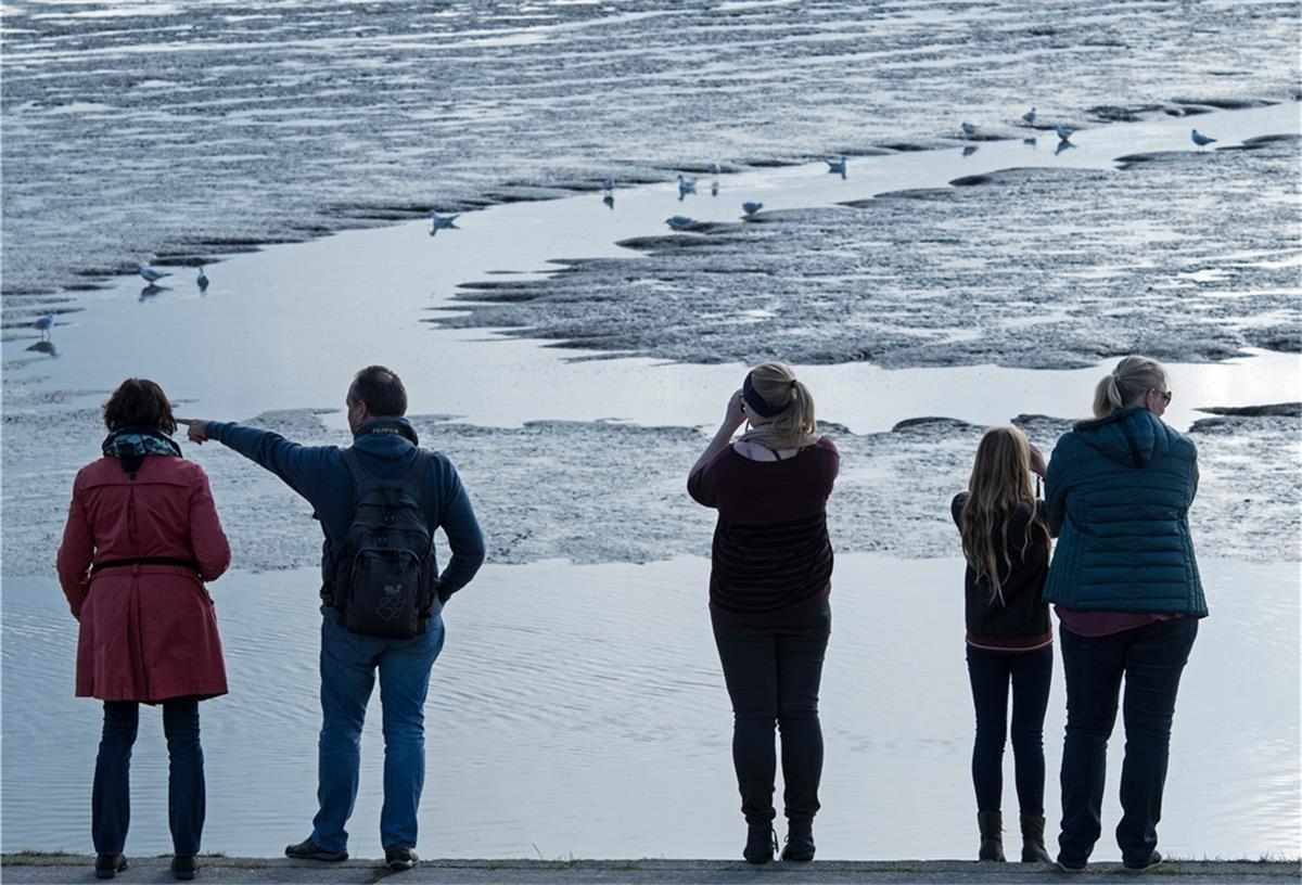Im Schlick mit dem Vogelkundler Vogelfreunde lassen sich am Deich des Jadebusens die Zugvögel im Wattenmeer erklären. Millionen von Vögeln werden in den kommenden Wochen wieder an der niedersächsischen Küste erwartet.