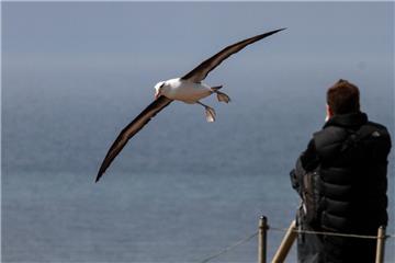 Vogelfreunde sind begeistert: Der Schwarzbrauenalbatros  wurde auch in diesem Jahr wieder auf Helgoland gesichtet. 