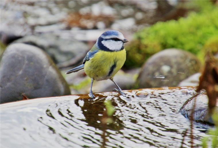 Vögel brauchen gerade an warmen Tagen eine Wasserstelle zum Trinken und Baden